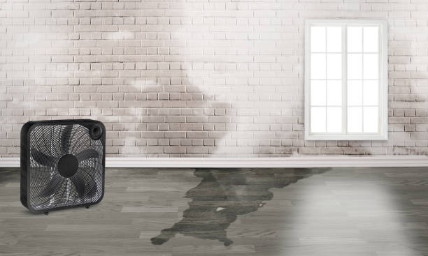 Best Ceiling water damage repair  in Anchorage, AK